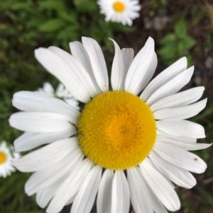 Meet your Posher, Mary lou (louise)